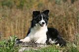 BORDER COLLIE 1346